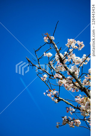 【京都風光】二條城：綏爛奪目的櫻花 126443434