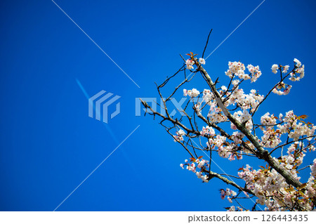 【京都風光】二條城：綏爛奪目的櫻花 126443435