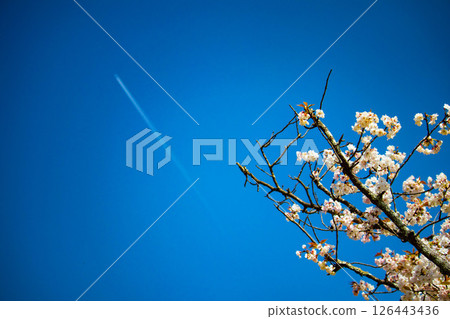 【京都風光】二條城：綏爛奪目的櫻花 126443436