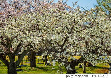 [Kyoto Scenery] Nijo Castle: Gorgeous and lustrous cherry blossoms 126443453