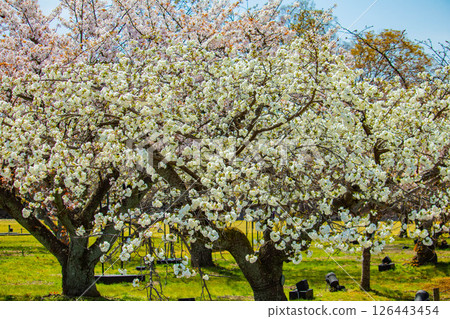 【京都風光】二條城：綏爛奪目的櫻花 126443454