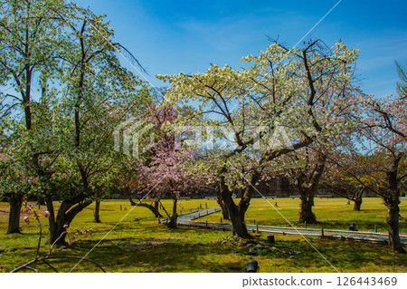 [Kyoto Scenery] Nijo Castle: Gorgeous and lustrous cherry blossoms 126443469