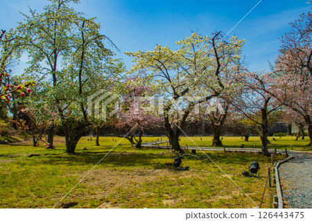 【京都風光】二條城：綏爛奪目的櫻花 126443475