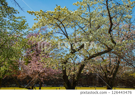 【京都風光】二條城：綏爛奪目的櫻花 126443476