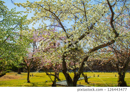 【京都風光】二條城：綏爛奪目的櫻花 126443477