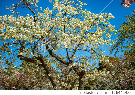 [Kyoto Scenery] Nijo Castle: Gorgeous and lustrous cherry blossoms 126443482
