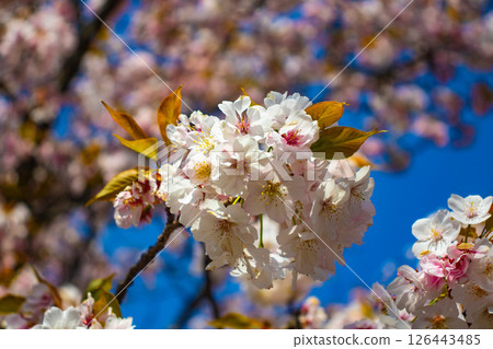 [Kyoto Scenery] Nijo Castle: Gorgeous and lustrous cherry blossoms 126443485