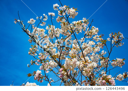 【京都風光】二條城：綏爛奪目的櫻花 126443496