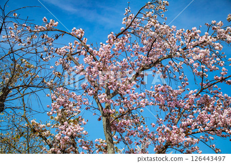 【京都風光】二條城：綏爛奪目的櫻花 126443497