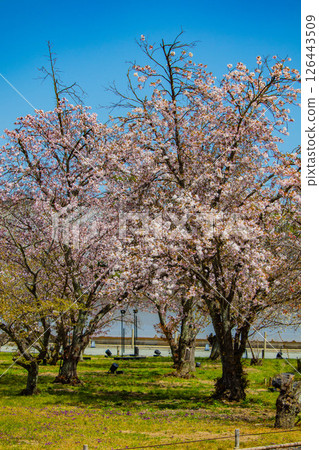 [Kyoto Scenery] Nijo Castle: Gorgeous and lustrous cherry blossoms 126443509