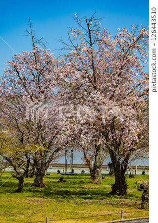 [Kyoto Scenery] Nijo Castle: Gorgeous and lustrous cherry blossoms 126443510