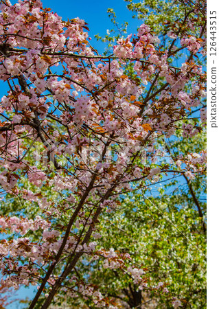 [Kyoto Scenery] Nijo Castle: Gorgeous and lustrous cherry blossoms 126443515