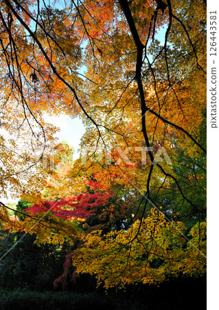 Autumn leaves at Makinoike Park Autumn leaves at Makinoike Park 126443581