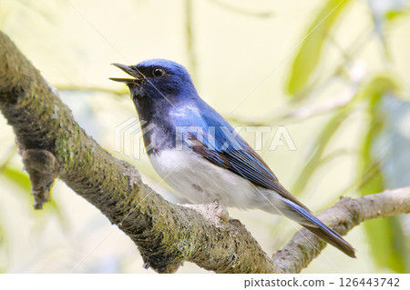 一隻雄性藍白霸鶲在森林裡唱歌 126443742