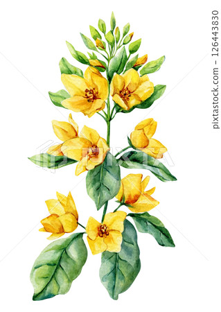Watercolor botanical illustration yellow wildflowers green leafy stem. Hand-painted floral design. Lysimachia punctata  126443830