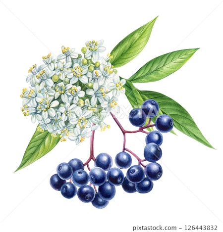 Watercolor illustration of elderberry with white flowers and green leaves, hand drawn botanical medicinal plant 126443832