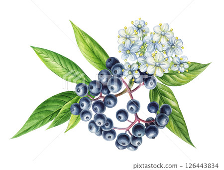 Watercolor illustration of black elderberry with blooming white flowers and leaves, hand painted botanical set Watercolor illustration of black elderberry with blooming white flowers and leaves, hand painted botanical set 126443834