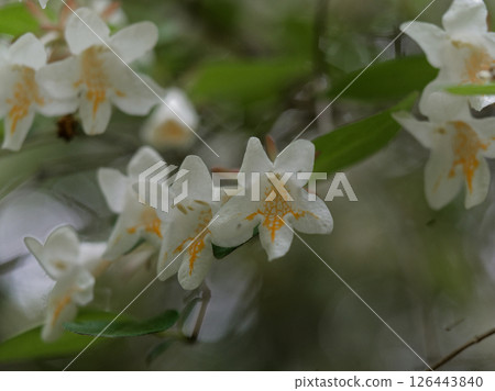 Bell-shaped, funnel-shaped white flowers of the Caprifoliaceae family, Deutzia japonica, blooming 126443840