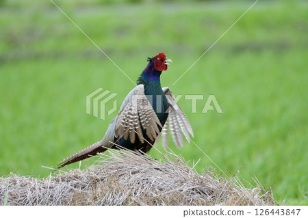 Pheasant pheasant / Japan 126443847