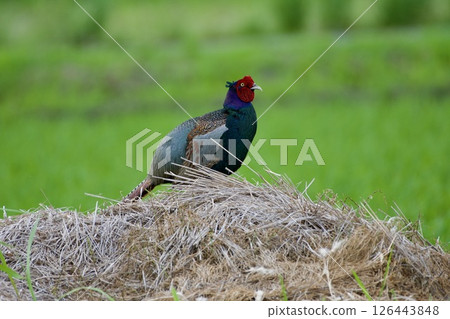 Pheasant pheasant / Japan 126443848