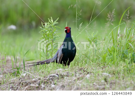 Pheasant pheasant / Japan 126443849