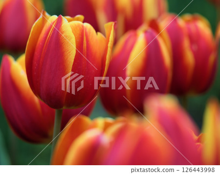 Beautiful red tulips blooming in April: Koiakane Beautiful red tulips blooming in April: Koiakane 126443998