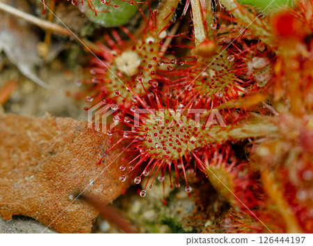 Carnivorous plant, Droseraceae, Sundew 126444197