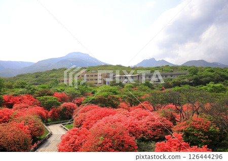 栃木縣那鬚町八幡杜鵑花群落和那須山脈/那須高原 栃木縣那鬚町八幡杜鵑花群落和那須山脈/那須高原 126444296