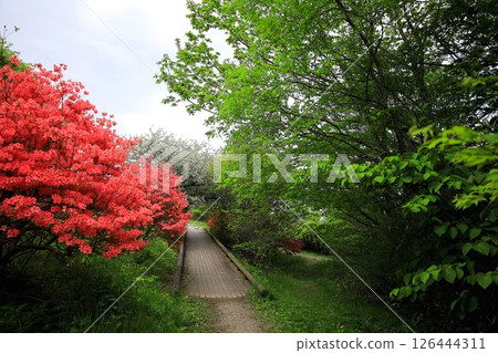 Yawata Azalea Community / Nasu Highlands, Nasu Town, Tochigi Prefecture 126444311