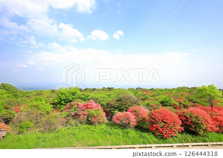 Yawata Azalea Community / Nasu Highlands, Nasu Town, Tochigi Prefecture 126444318