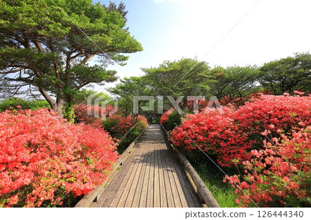 八幡杜鵑花社區 / 栃木縣那須町那須高原 八幡杜鵑花社區 / 栃木縣那須町那須高原 126444340