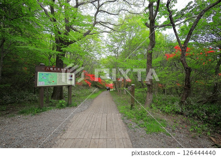 八幡杜鵑花社區 / 栃木縣那須町那須高原 126444440
