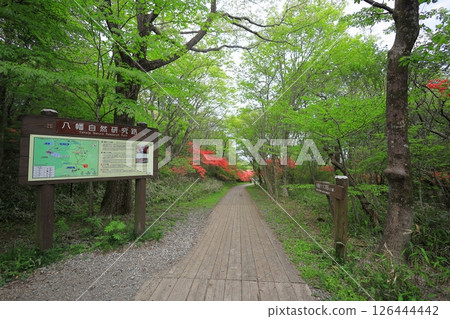 Yawata Azalea Community / Nasu Highlands, Nasu Town, Tochigi Prefecture 126444442