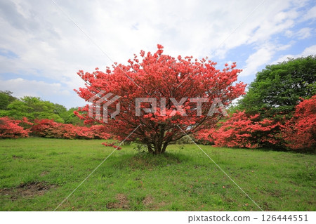 Yawata Azalea Community / Nasu Highlands, Nasu Town, Tochigi Prefecture 126444551