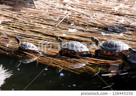 Turtles sunbathing 126445250