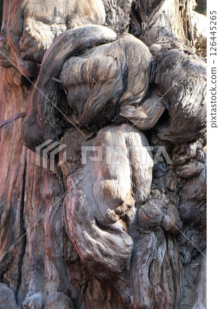 Ancient, gnawed tree trunk in the imperial garden in Forbidden City, Beijing 126445265