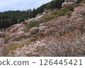 Senbonzakura in the mountains of Yoshino 126445421