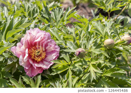 牡丹希拉里 126445486