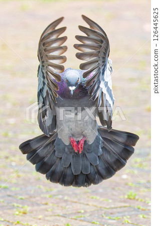 川端撲翼 126445625