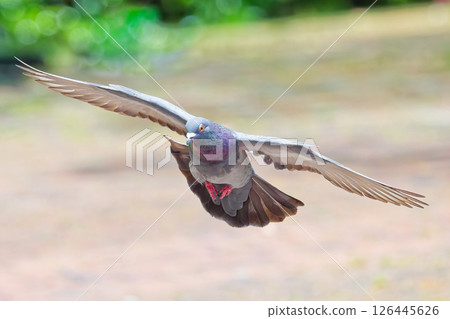 公園裡飛翔的岩鴿 公園裡飛翔的岩鴿 126445626