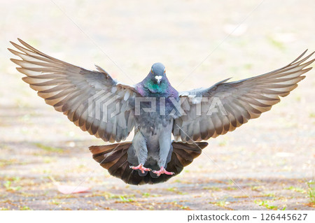 公園裡的岩鴿 126445627