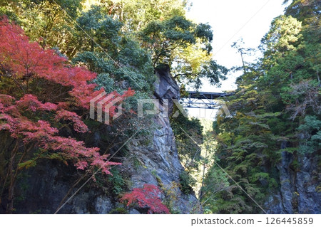 東京秋季鳩之巢溪谷 126445859
