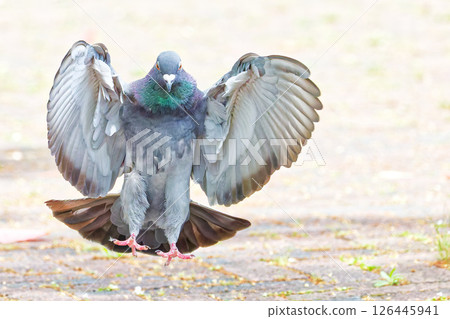 準備著陸的岩鴿 準備著陸的岩鴿 126445941