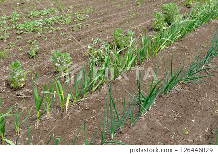 多品種栽培田 多品種栽培田 126446029