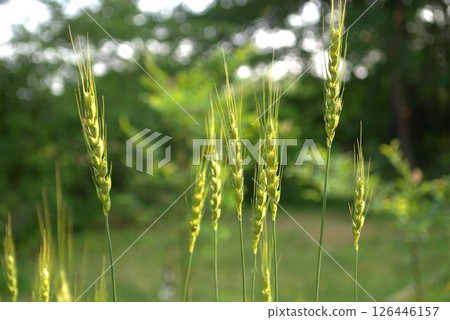 Wheat ears beginning to turn color 126446157