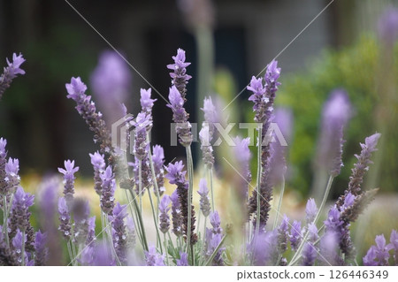 lavender flowers are blooming lavender flowers are blooming 126446349