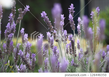 lavender flowers are blooming lavender flowers are blooming 126446350