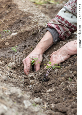 Planting tomato seedlings in the ground by hand. Agriculture. Planting tomato seedlings in the ground by hand. Agriculture. 126446563