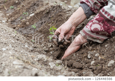 Planting tomato seedlings in the ground by hand. Agriculture. Planting tomato seedlings in the ground by hand. Agriculture. 126446566