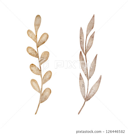 Watercolor pastel beige leaves, herbs, dried flowers branches. Illustration hand drawing isolated on white background in retro style for the design of postcards, clothes, holiday, wedding invitations 126446582
